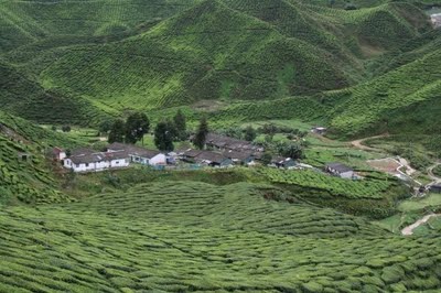 cameron valley tea plantation