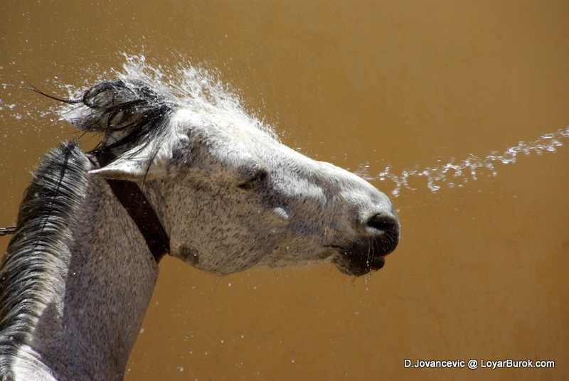 defeatism horse water