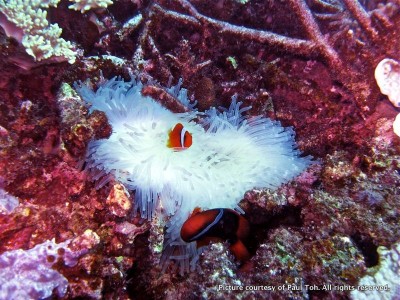 clown fish bleached corals