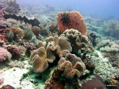 Mataking1-6 healthy corals